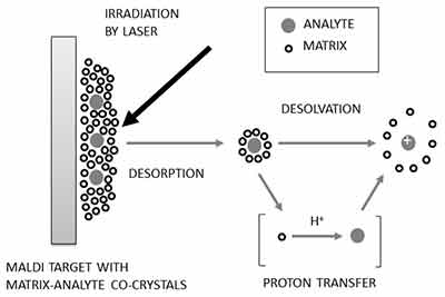 matrix assisted laser desorption ionization