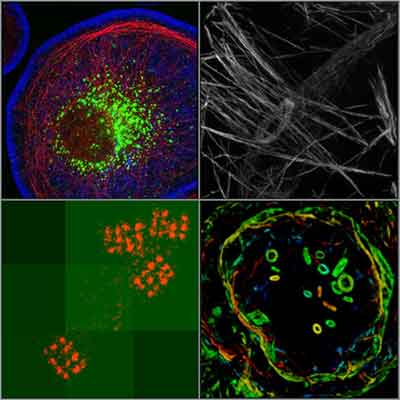 what is microscopy imaging