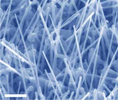 InAs Nanowires