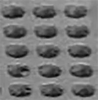 PDMS microstructures fabricated on silicon wafer substrate