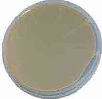150mm Silicon on Sapphire SoS Substrate Silicon on Sapphire Wafers